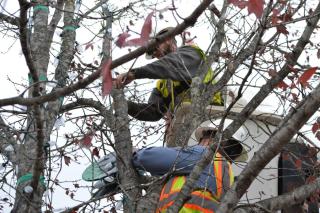 people working in a tree